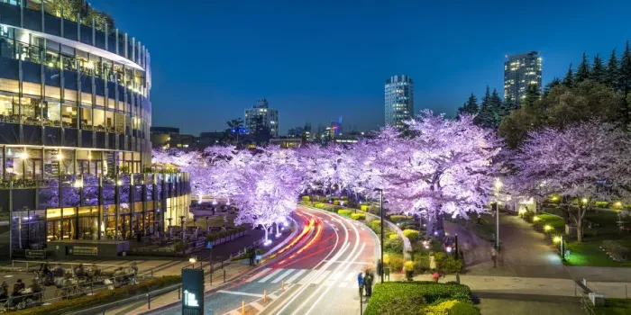 Framed Print : Cherry blossom at Tokyo Midtown, Roppongi, Japan Framed Print : Cherry blossom at Tokyo Midtown, Roppongi, Japan