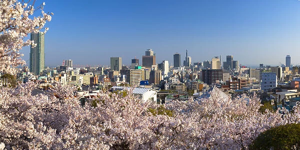 Cherry blossom and view of Kobe skyline, Kobe, Kansai, Japan