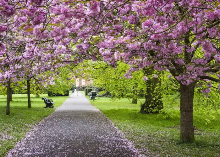 Framed Print : Cherry blossoms in Greenwich Park, London, England Framed Print : Cherry blossoms in Greenwich Park, London, England