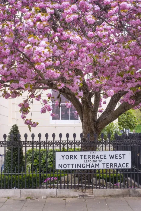 Framed Print : Cherry blossoms, Marylebone, London, England, UK