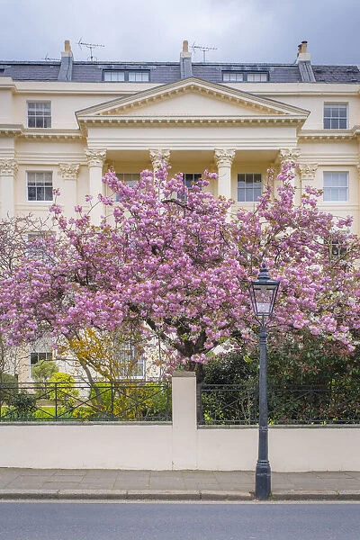 Cherry blossoms, Regents Park, London, England, UK