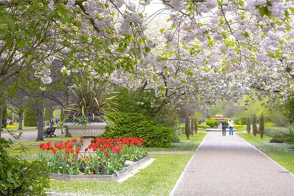 Cherry Blossoms in Regents Park, London, England, UK