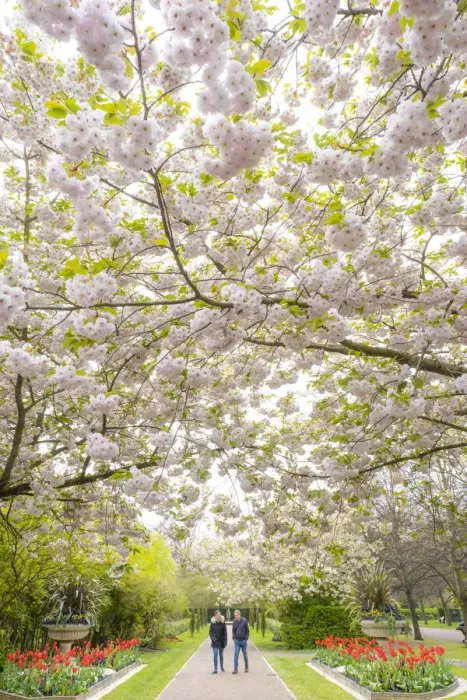 Framed Print : Cherry Blossoms in Regents Park, London, England, UK Framed Print : Cherry Blossoms in Regents Park, London, England, UK
