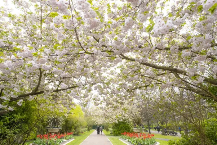Framed Print : Cherry Blossoms in Regents Park, London, England, UK Framed Print : Cherry Blossoms in Regents Park, London, England, UK