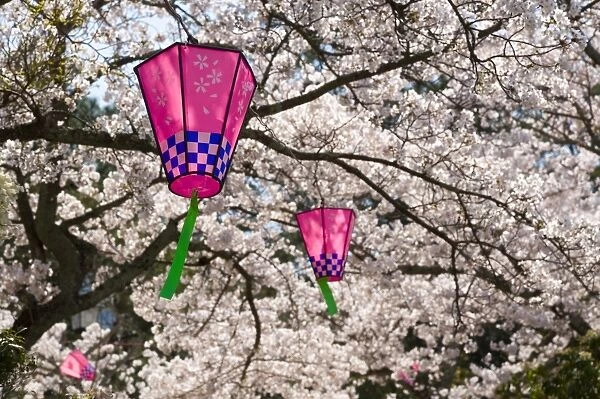 Cherry blossoms (Sakura) & decorative lanterns