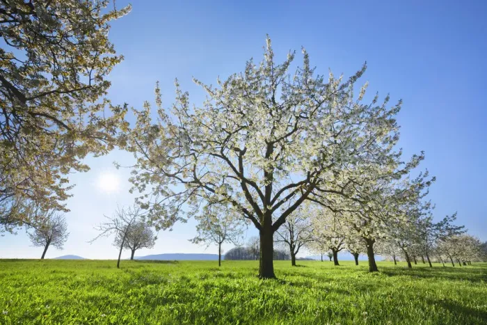 Framed Print : Cherry grove in bloom - Switzerland, Basel-Landschaft, Sissach, Runenberg - Alps, Swiss Jura Framed Print : Cherry grove in bloom - Switzerland, Basel-Landschaft, Sissach, Runenberg - Alps, Swiss Jura