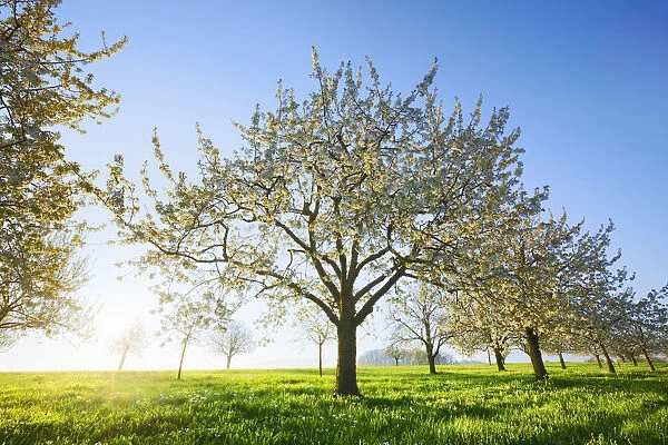 Cherry grove in bloom - Switzerland, Basel-Landschaft, Sissach, Runenberg - Alps, Swiss Jura