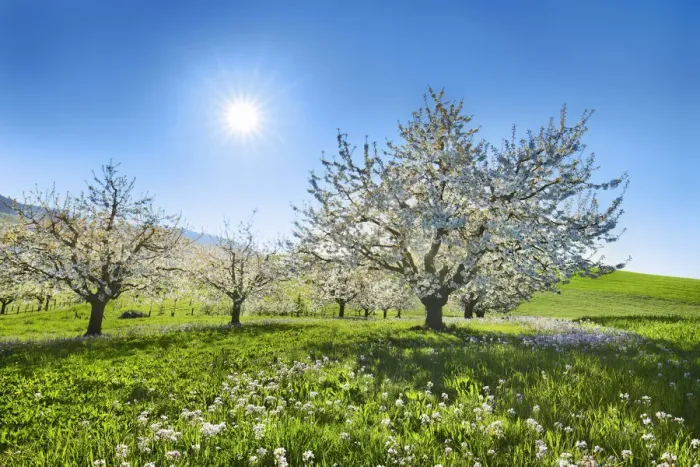Framed Print : Cherry grove and Cuckoo flowers in bloom - Switzerland, Basel-Landschaft, Liestal