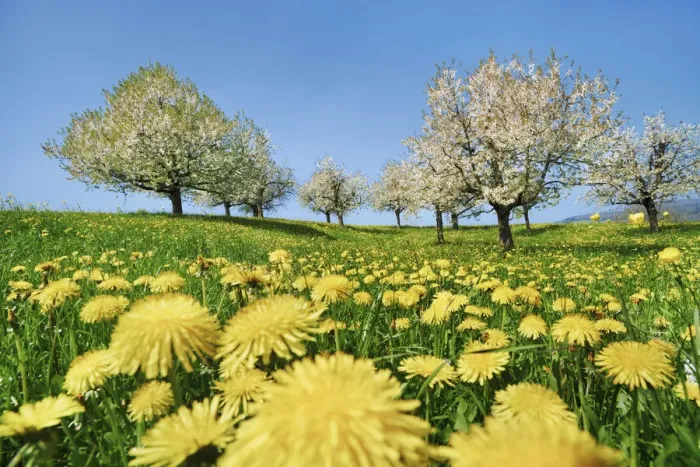 Framed Print : Cherry plantation in bloom with dandelion - Switzerland, Aargau, Brugg, Zeihen