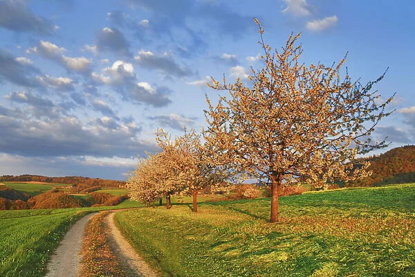 Cherry plantation in bloom and field path - Switzerland, Basel-Landschaft, Sissach