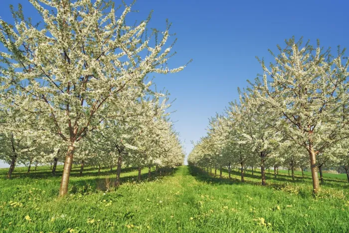 Framed Print : Cherry plantation in bloom - Switzerland, Aargau, Aarau, Oberhof Framed Print : Cherry plantation in bloom - Switzerland, Aargau, Aarau, Oberhof