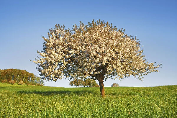 Cherry plantation in bloom - Switzerland, Basel-Landschaft, Sissach, Wintersingen - Alps