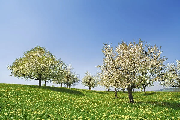 Cherry plantation in bloom - Switzerland, Aargau, Brugg, Zeihen
