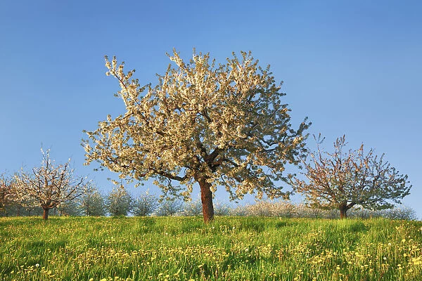 Cherry plantation in bloom - Switzerland, Aargau, Aarau, Oberhof