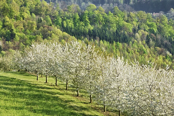 Cherry plantation in bloom - Switzerland, Aargau, Aarau, Oberhof