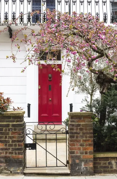 Framed Print : Cherry tree blooming next to the house with the red door in Kensington, London, England Framed Print : Cherry tree blooming next to the house with the red door in Kensington, London, England