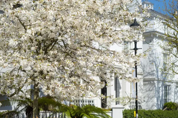 Framed Print : Cherry tree in blossom, Notting Hill, London, England, UK Framed Print : Cherry tree in blossom, Notting Hill, London, England, UK
