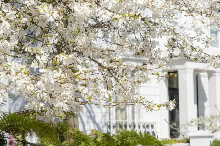 Framed Print : Cherry tree in blossom, Notting Hill, London, England, UK