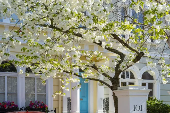 Framed Print : Cherry tree in blossom, Notting Hill, London, England, UK Framed Print : Cherry tree in blossom, Notting Hill, London, England, UK