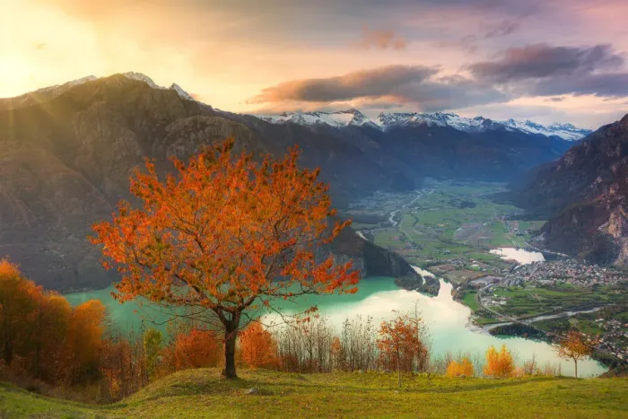 Framed Print : Cherry tree with view on Valchiavenna valley at sunset Framed Print : Cherry tree with view on Valchiavenna valley at sunset