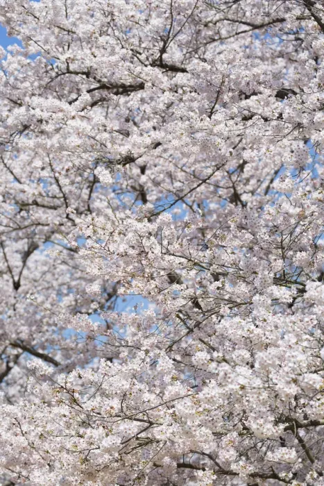 Framed Print : Cherry trees in blossom in Koraku-en Garden, Okayama, Okayama Prefecture, Japan Framed Print : Cherry trees in blossom in Koraku-en Garden, Okayama, Okayama Prefecture, Japan
