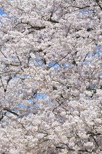 Cherry trees in blossom in Koraku-en Garden, Okayama, Okayama Prefecture, Japan