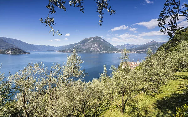 Cherry trees around the village of Varenna surrounded by the blue water of Lake Como
