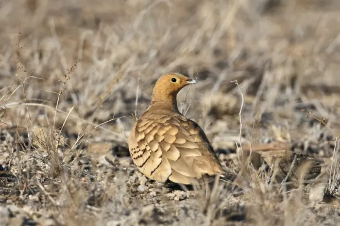 Framed Print : A Chesnut-bellied Sandgrouse in Tsavo East National Park Framed Print : A Chesnut-bellied Sandgrouse in Tsavo East National Park
