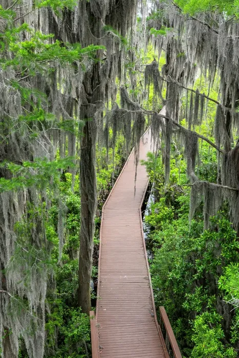 Framed Print : Chesser Island Boardwalk, Okefenokee National Wildlife Refuge, Georgia, USA Framed Print : Chesser Island Boardwalk, Okefenokee National Wildlife Refuge, Georgia, USA