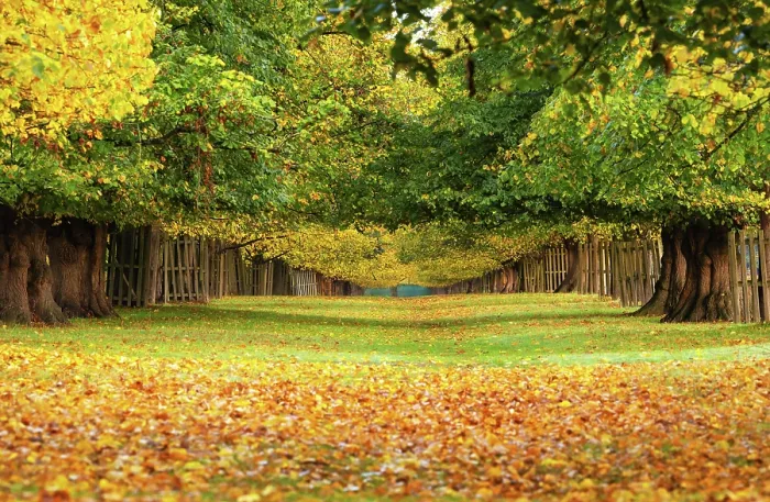 Framed Print : Chestnut Avenue in autumn, Bushy Park, London, England