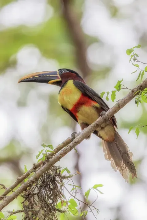 Framed Print : Chestnut-eared aracari, Pteroglossus castanotis, Pantanal Mato Grosso, Brasil Framed Print : Chestnut-eared aracari, Pteroglossus castanotis, Pantanal Mato Grosso, Brasil