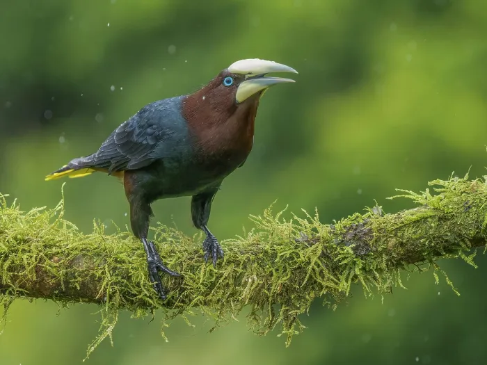 Framed Print : Chestnut-headed Oropendola (Psarocolius wagleri) in rain, Boca Tapada, Alajuela Province, Costa Rica Framed Print : Chestnut-headed Oropendola (Psarocolius wagleri) in rain, Boca Tapada, Alajuela Province, Costa Rica