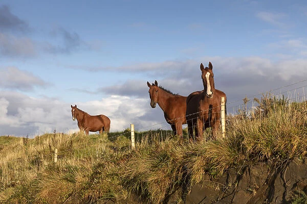 Chestnut horses, County Antrim, Northern Ireland, United Kingdom