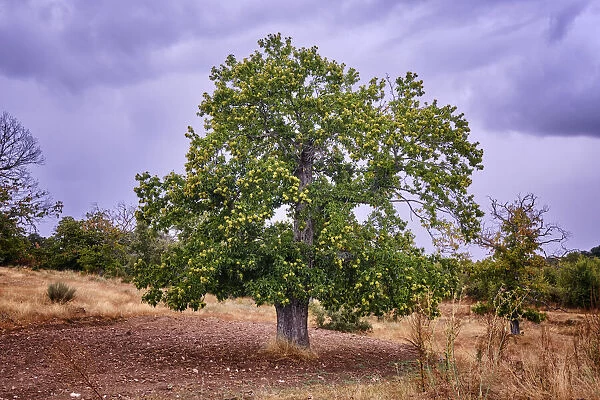 Chestnut tree. Vila Cha da Braciosa, Tras os Montes. Portugal