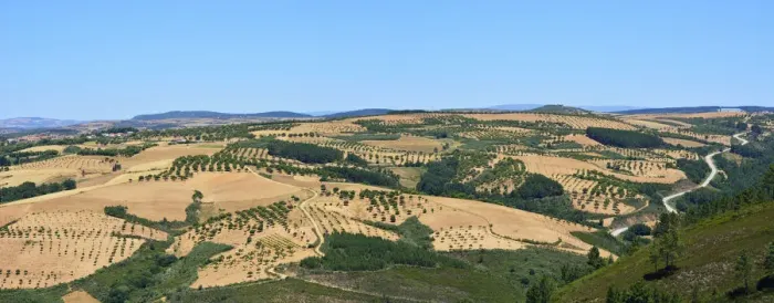Framed Print : Chestnut trees in the Tras os Montes plateau. Macedo de Cavaleiros, Portugal Framed Print : Chestnut trees in the Tras os Montes plateau. Macedo de Cavaleiros, Portugal