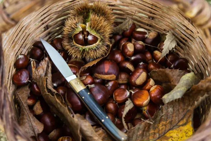 Framed Print : Chestnuts in the woods, Aritzo, Nuoro province, sardinia, italy, europe Framed Print : Chestnuts in the woods, Aritzo, Nuoro province, sardinia, italy, europe