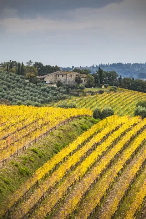 Framed Print : Chianti vineyards during autumn, Castellina in Chianti, Florence province, Tuscany, Italy Framed Print : Chianti vineyards during autumn, Castellina in Chianti, Florence province, Tuscany, Italy