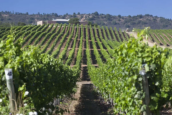 Chile, Casablanca, vineyard detail at Vina Casas del Bosque winery