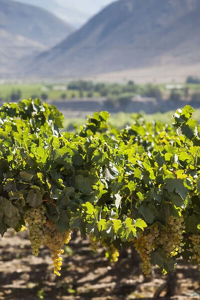 Chile, Elqui Valley, El Tambo, vineyard with grapes used in the production of Pisco