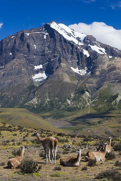 Chile, Magallanes Region, Torres del Paine National Park, Guanaco, lama guanicoe