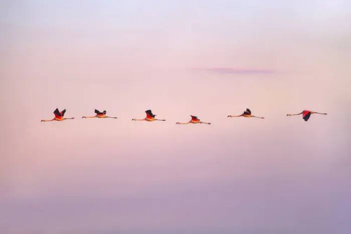 Framed Print : Chilean flamingos flying at sunrise in the skyes of Laguna Mar Chiquita (Mar de Ansenuza) Framed Print : Chilean flamingos flying at sunrise in the skyes of Laguna Mar Chiquita (Mar de Ansenuza)
