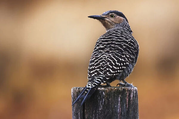Chilean flicker posing on a fence in Torres del Paine National Park, Patagonia, Argentina