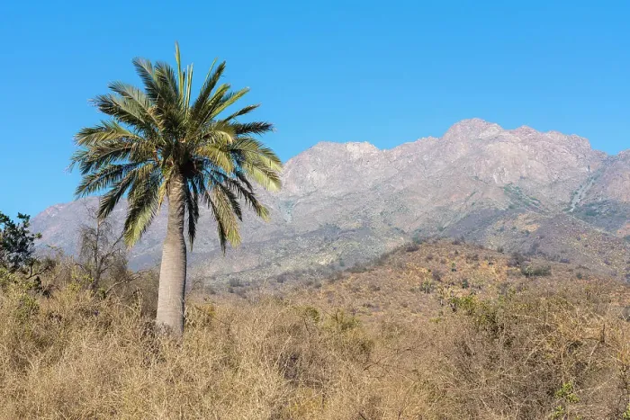 Framed Print : Chilean wine palm against Cerro La Campana, Sector Palmas de Ocoa, La Campana National Park, Cordillera de la Costa, Quillota Province, Valparaiso Region, Chile Framed Print : Chilean wine palm against Cerro La Campana, Sector Palmas de Ocoa, La Campana National Park, Cordillera de la Costa, Quillota Province, Valparaiso Region, Chile