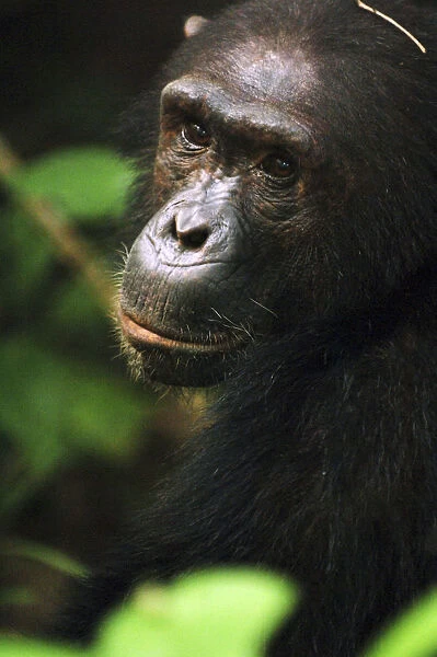 Chimpanzee in bush at Mahale Mountains National Park, Tanzania