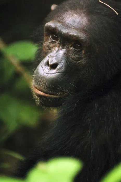 Framed Print : Chimpanzee in bush at Mahale Mountains National Park, Tanzania Framed Print : Chimpanzee in bush at Mahale Mountains National Park, Tanzania