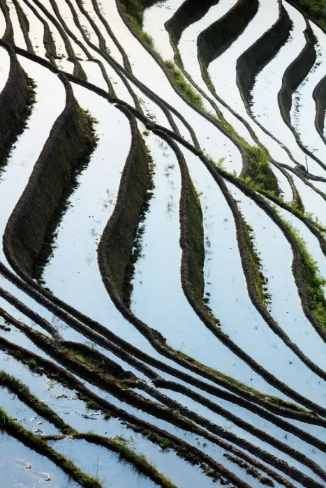 Framed Print : China, Guangxi Province, Longsheng, Long Ji rice terrace filled with water in Framed Print : China, Guangxi Province, Longsheng, Long Ji rice terrace filled with water in