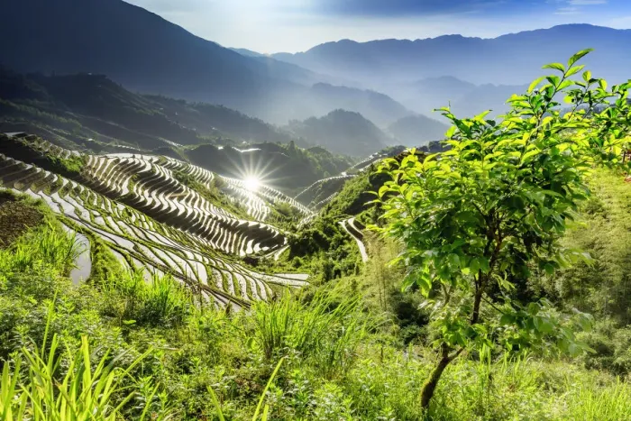 Framed Print : China, Guangxi Province, Longsheng, Long Ji rice terrace filled with water in Framed Print : China, Guangxi Province, Longsheng, Long Ji rice terrace filled with water in