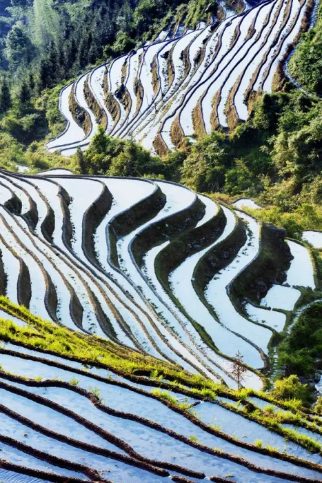 Framed Print : China, Guangxi Province, Longsheng, Long Ji rice terrace filled with water in Framed Print : China, Guangxi Province, Longsheng, Long Ji rice terrace filled with water in