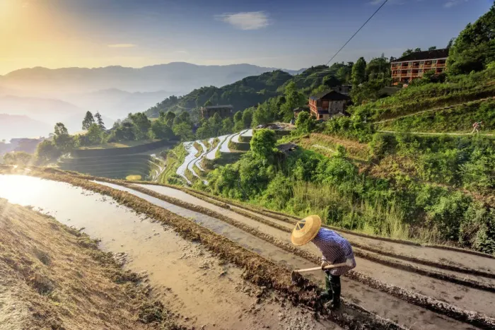 Framed Print : China, Guangxi Province, Longsheng, a farmer wearing a traditional hat working Framed Print : China, Guangxi Province, Longsheng, a farmer wearing a traditional hat working