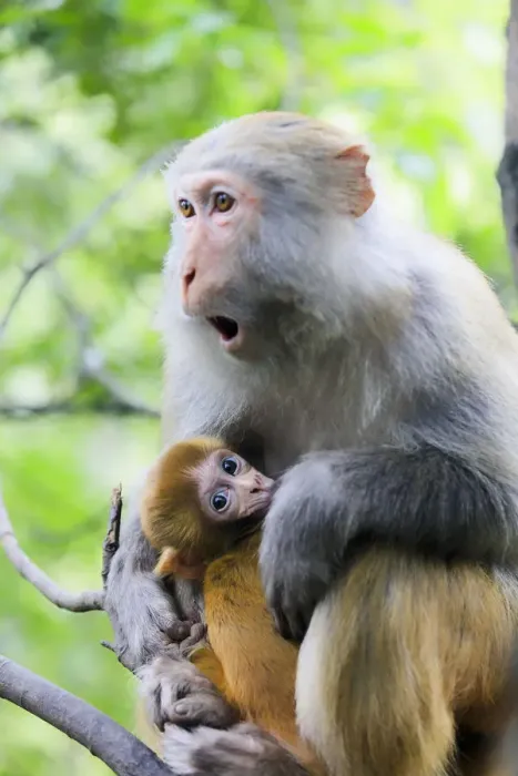 Framed Print : China, Hunan, Macaque monkeys in Zhangjiajie National Forest Park, also called Framed Print : China, Hunan, Macaque monkeys in Zhangjiajie National Forest Park, also called